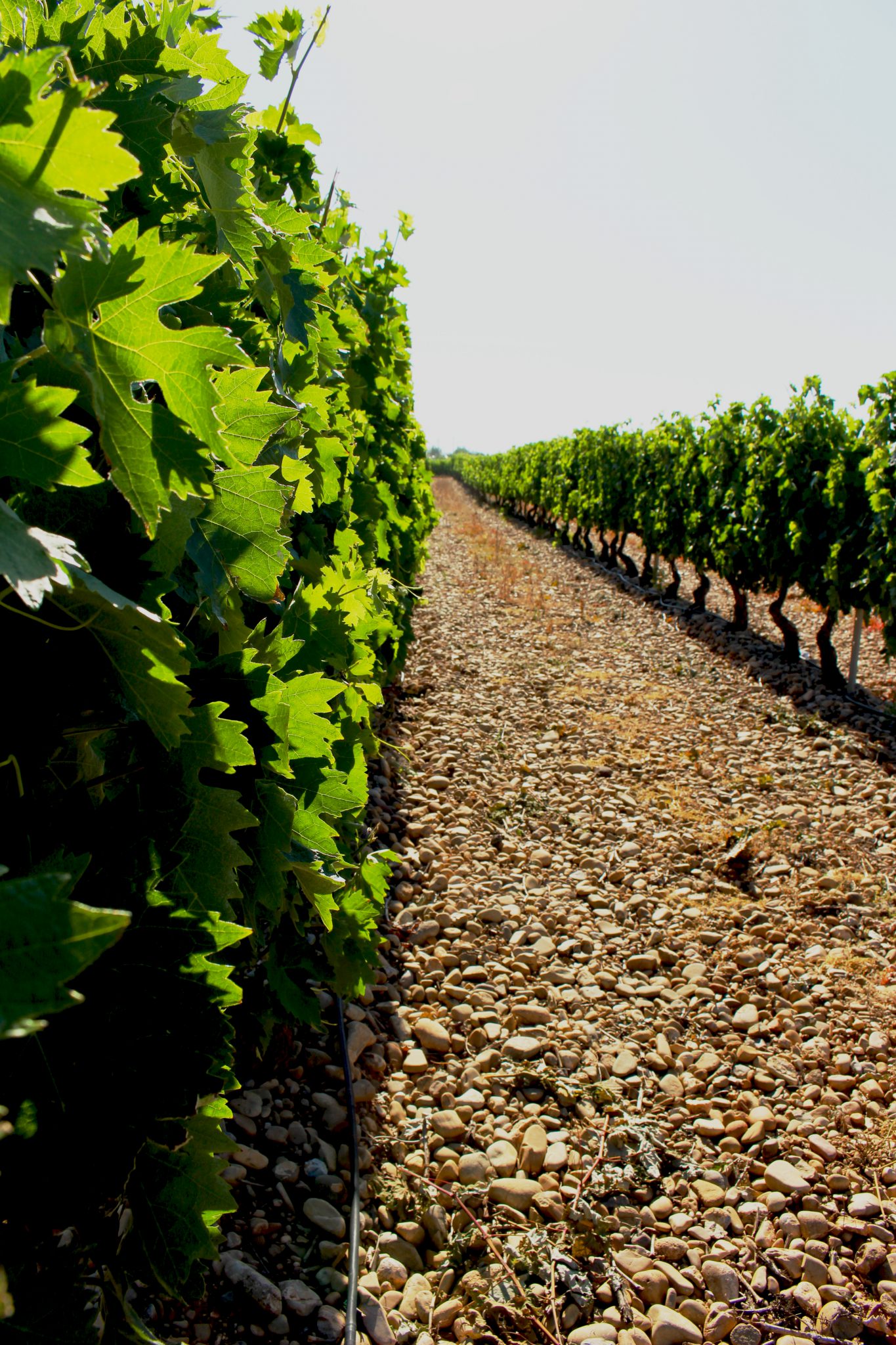 Bodegas Ugalde – Bodega histórica y pionera en la elaboración de vino ...